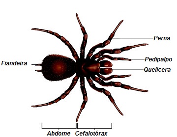 Observe o esquema da anatomia de uma aranha