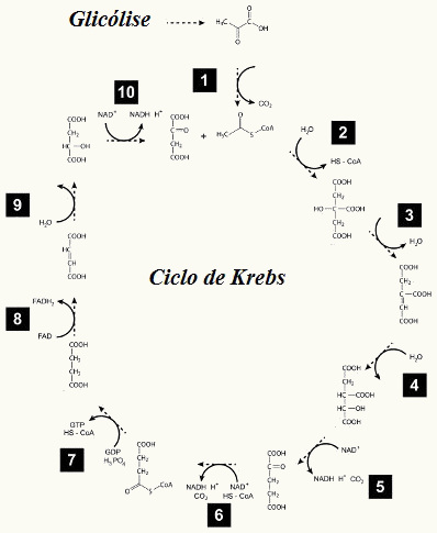 O ciclo de Krebs ocorre nas mitocôndrias e envolve uma série de reações