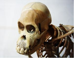 Os ossos de animais contêm fosfato de cálcio