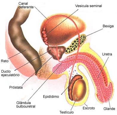 O sêmen é constituído por espermatozoides e líquidos oriundos da vesícula seminal e glândulas bulbouretrais