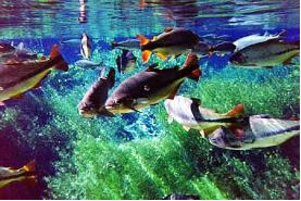 Os peixes respiram uma solução líquida formada pelo gás oxigênio dissolvido em água.